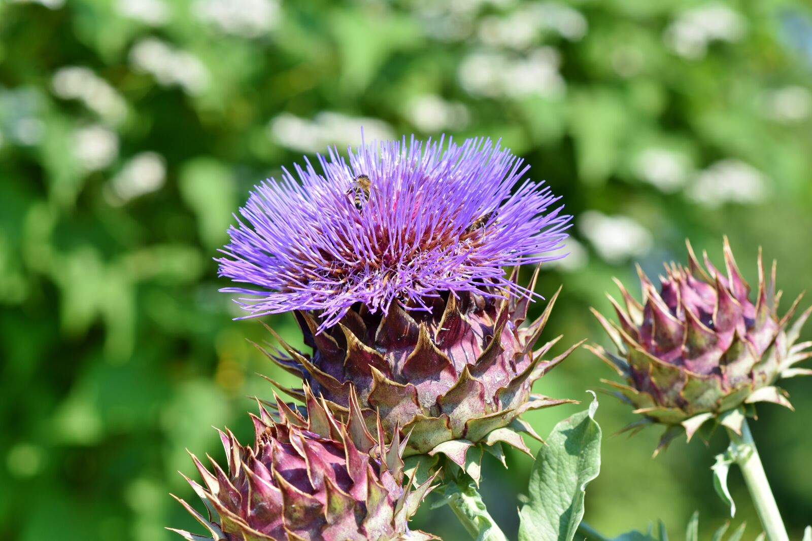 Nikon D7200 sample photo. Artichoke, vegetables, bloom photography