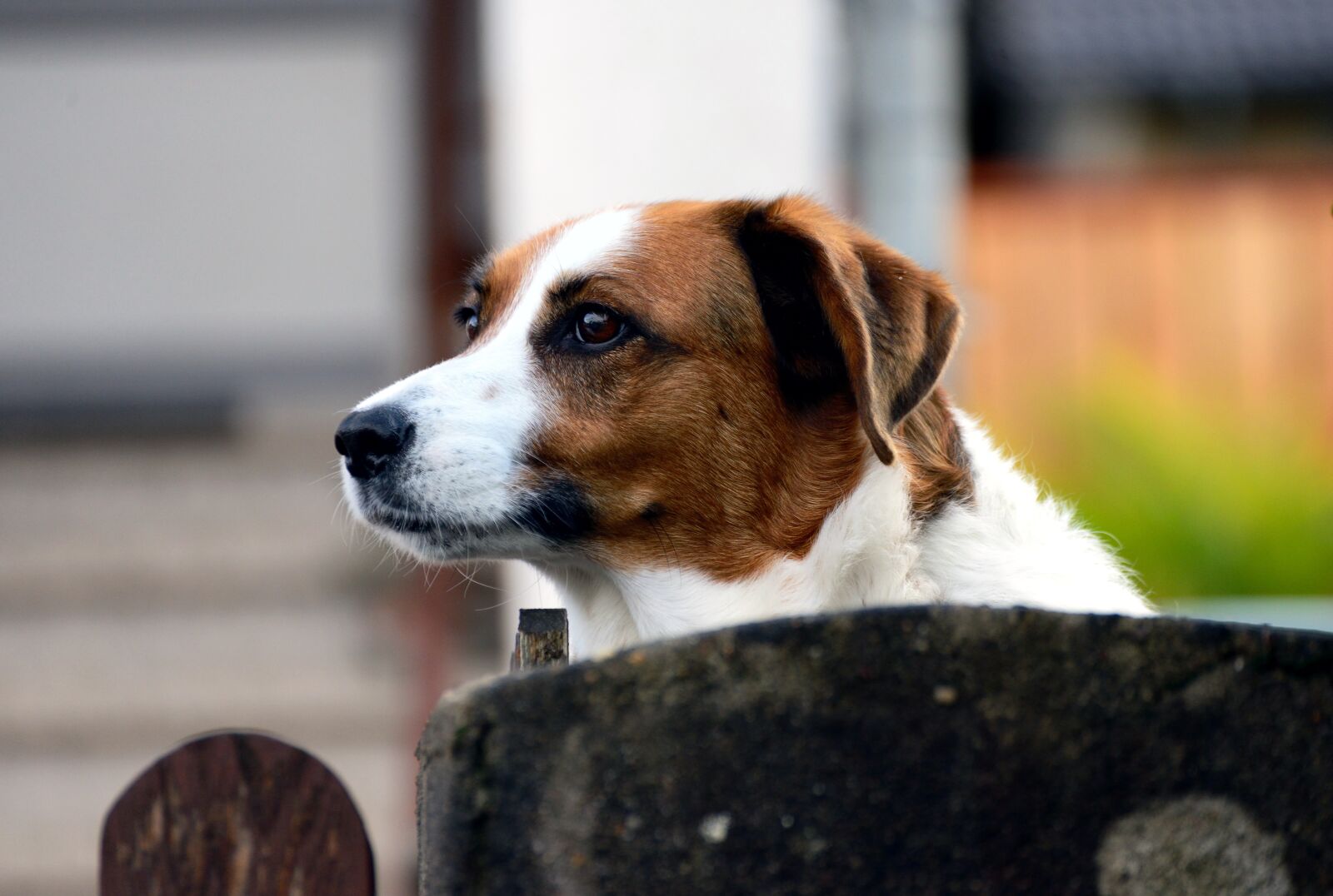 Nikon D610 sample photo. Dog, guard dog, guard photography