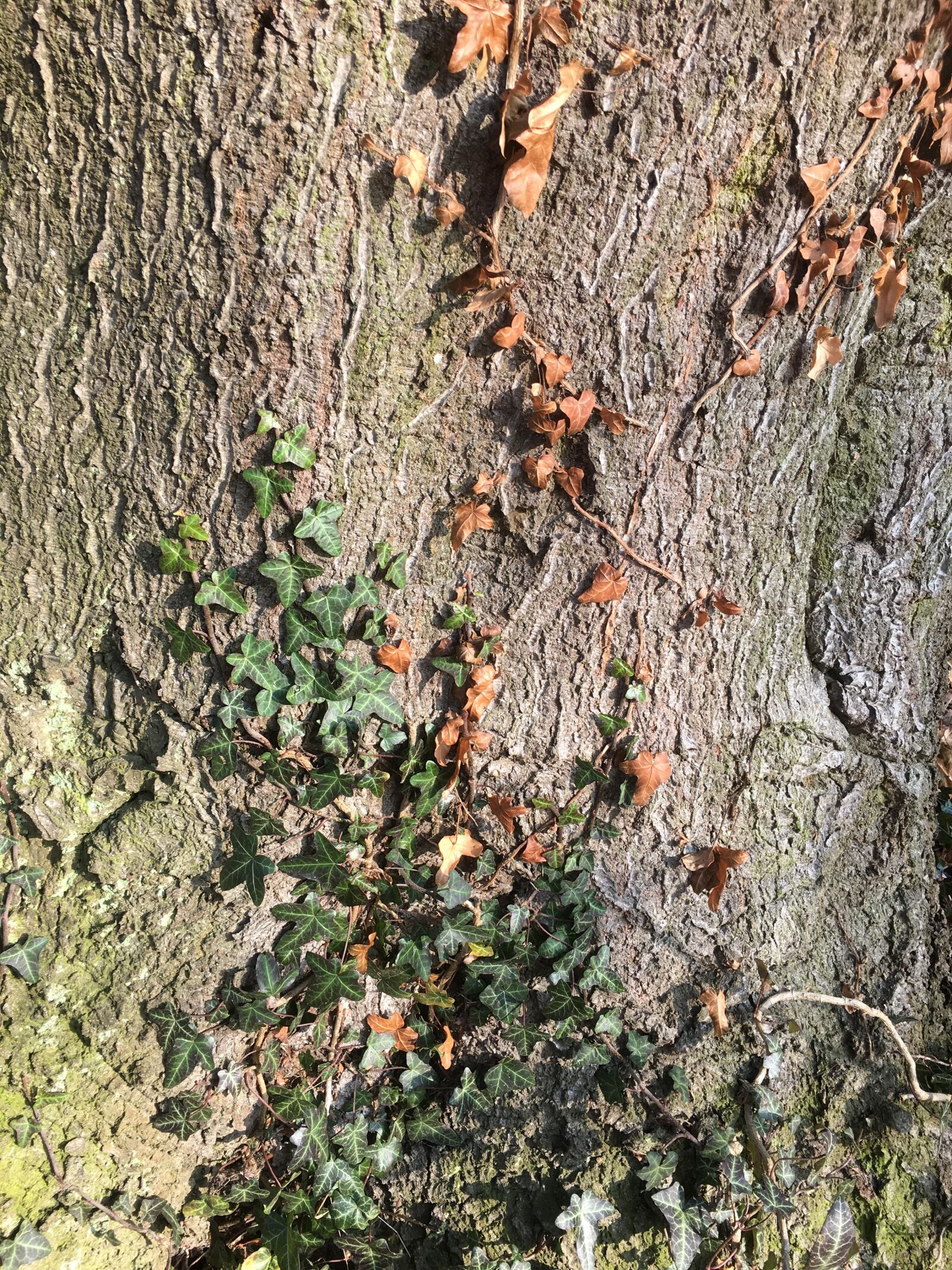 Apple iPhone 6s sample photo. Log, old tree, gnarled photography