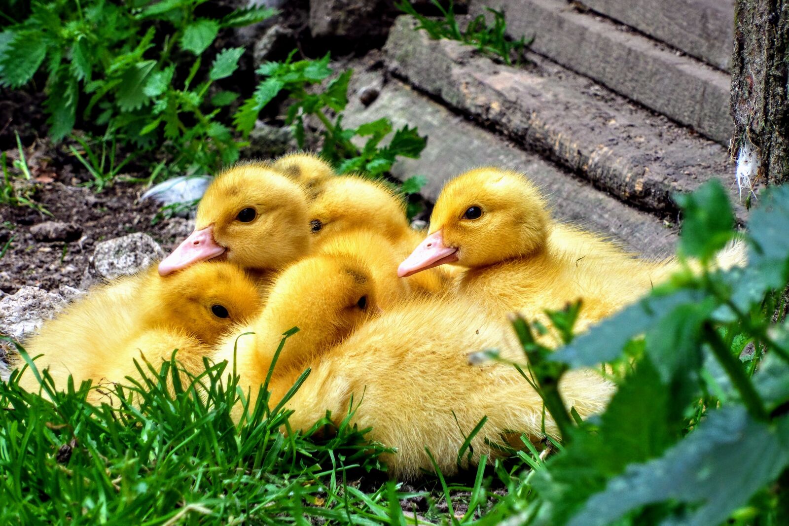 Samsung Galaxy S4 Zoom sample photo. Ducklings, duck, cub photography