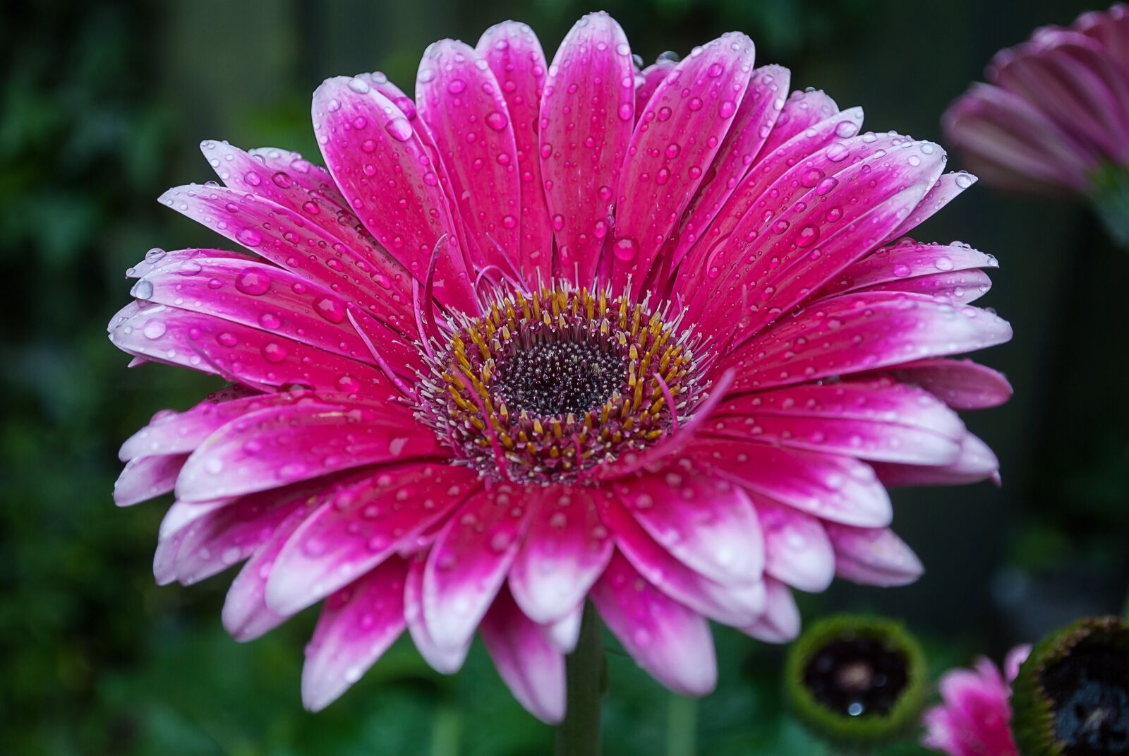 Nikon D3000 sample photo. Gerbera, color, garden photography