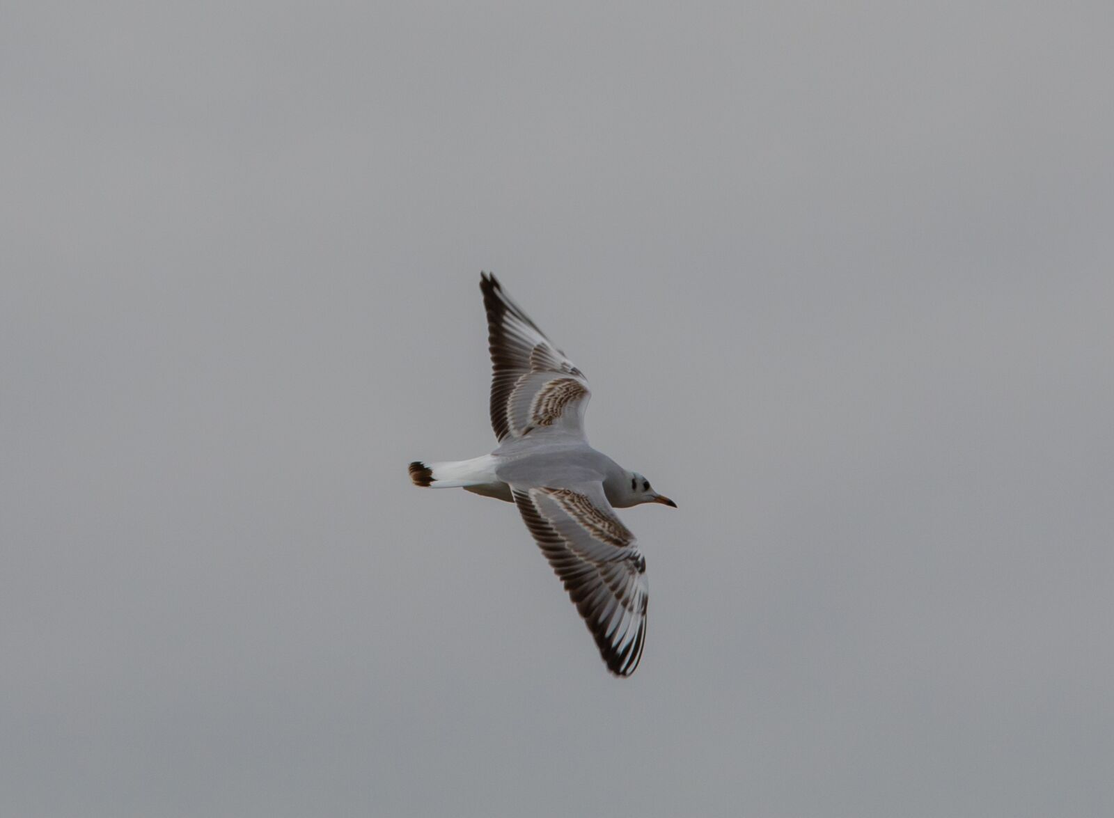 150-600mm F5-6.3 DG OS HSM | Contemporary 015 sample photo. Seagull, flying, grey sky photography