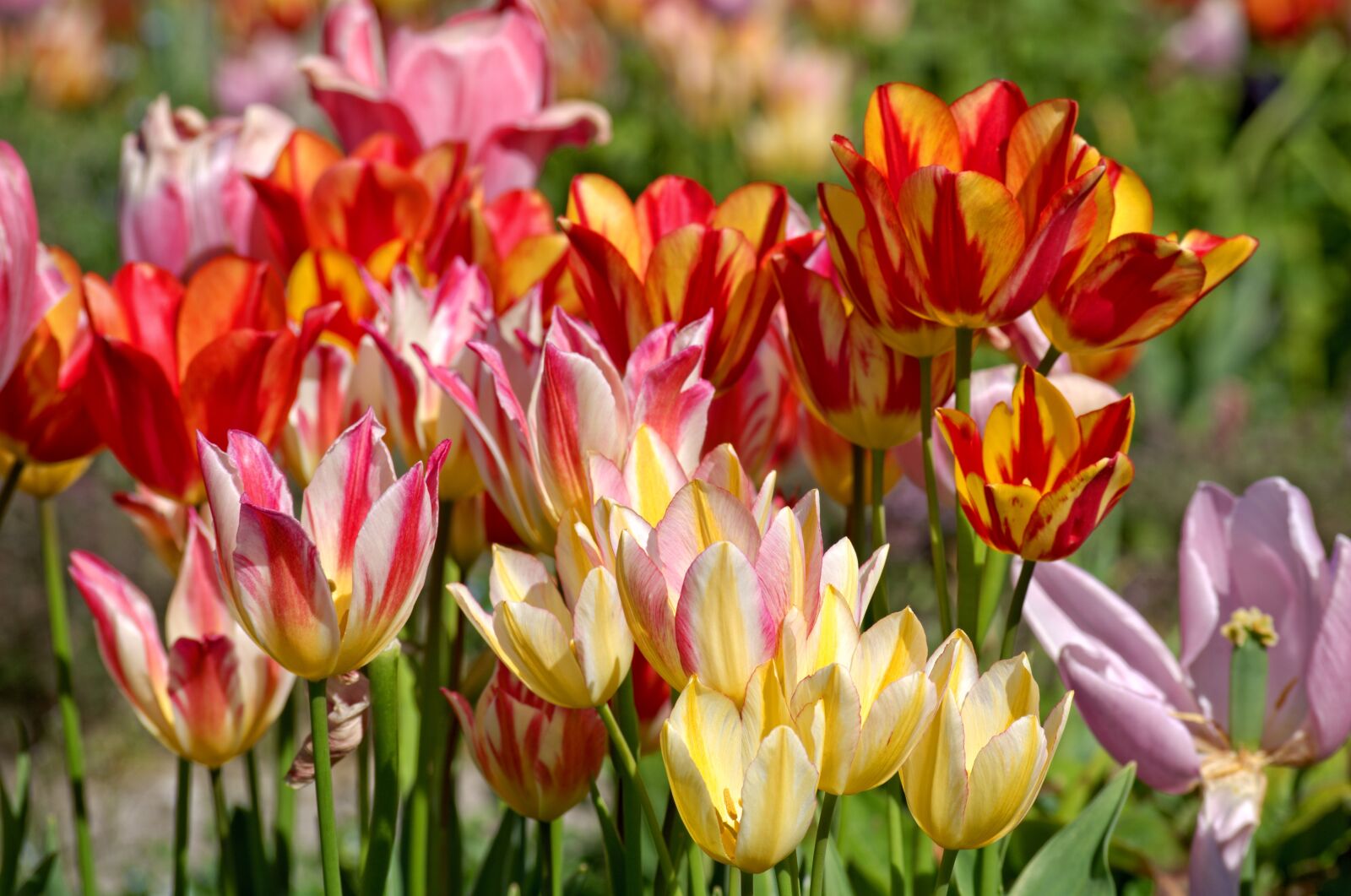 55.0-200.0mm f/4.0-f/5.6 sample photo. Tulips, bloom, spring photography
