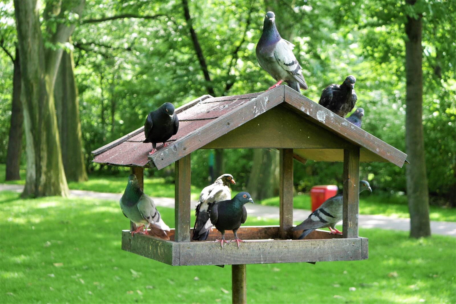 Panasonic Lumix DMC-GF7 sample photo. The dovecote, park, birds photography