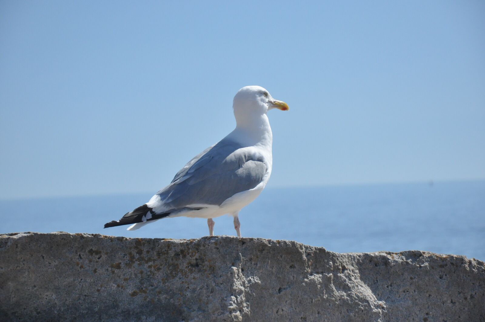 Nikon D90 sample photo. Seagull, gull, bird photography