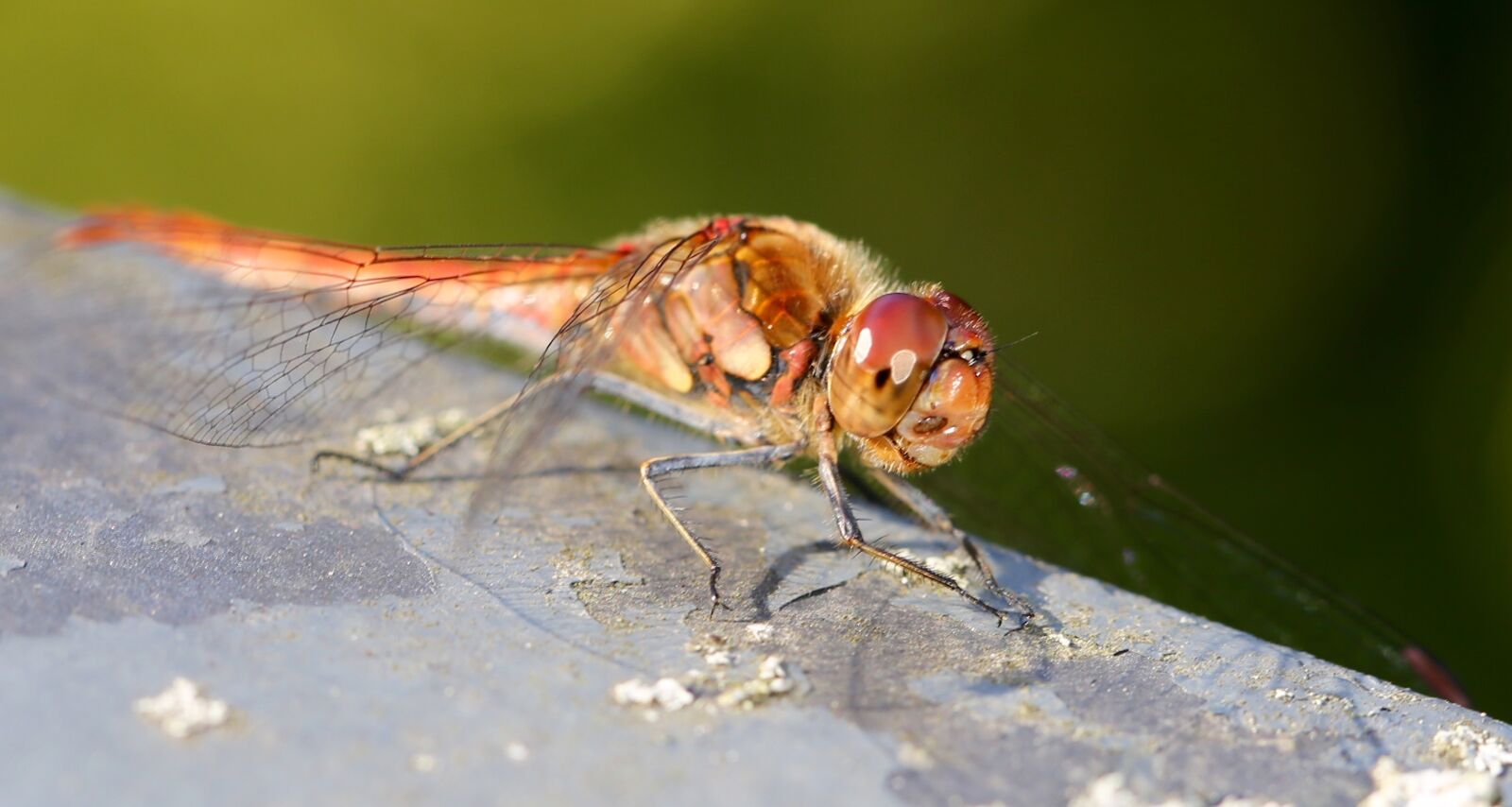 Canon EF 100mm F2.8L Macro IS USM sample photo. Dragonfly, insect, close up photography