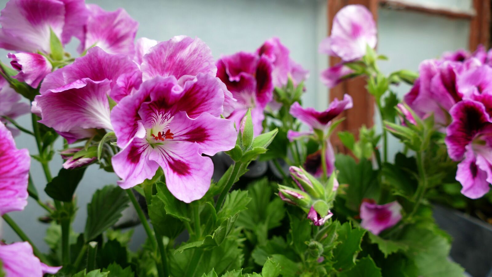 Panasonic Lumix DMC-FZ1000 sample photo. Flower, garden, spring photography