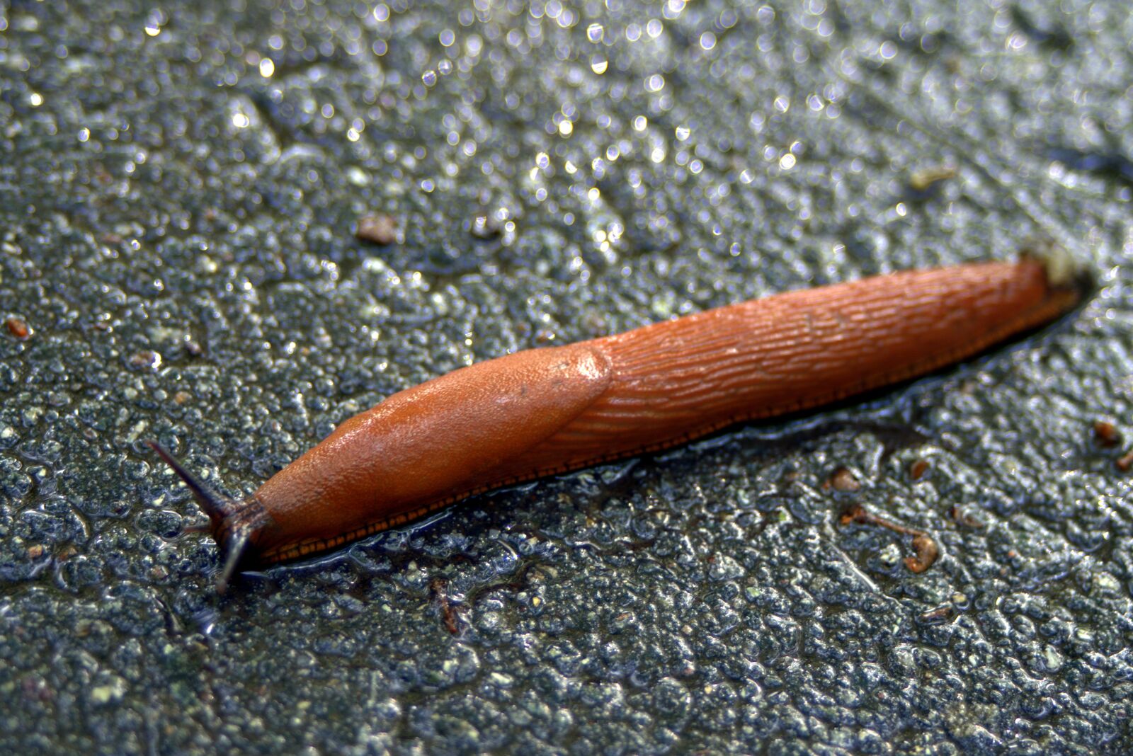 Pentax K-S2 sample photo. Snail, lusitan, the bare photography