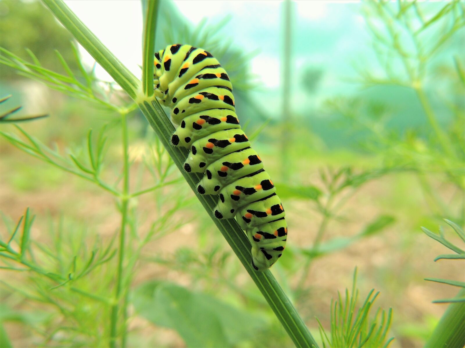 Nikon Coolpix P510 sample photo. Green, caterpillar, hairy photography
