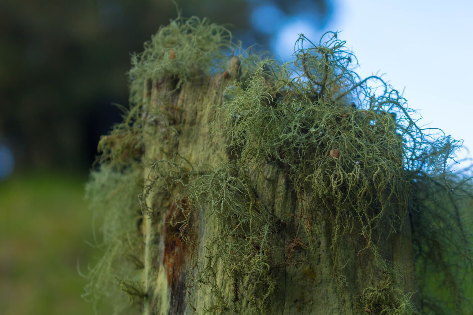 Canon EOS 750D (EOS Rebel T6i / EOS Kiss X8i) sample photo. Stake, moss, lena photography