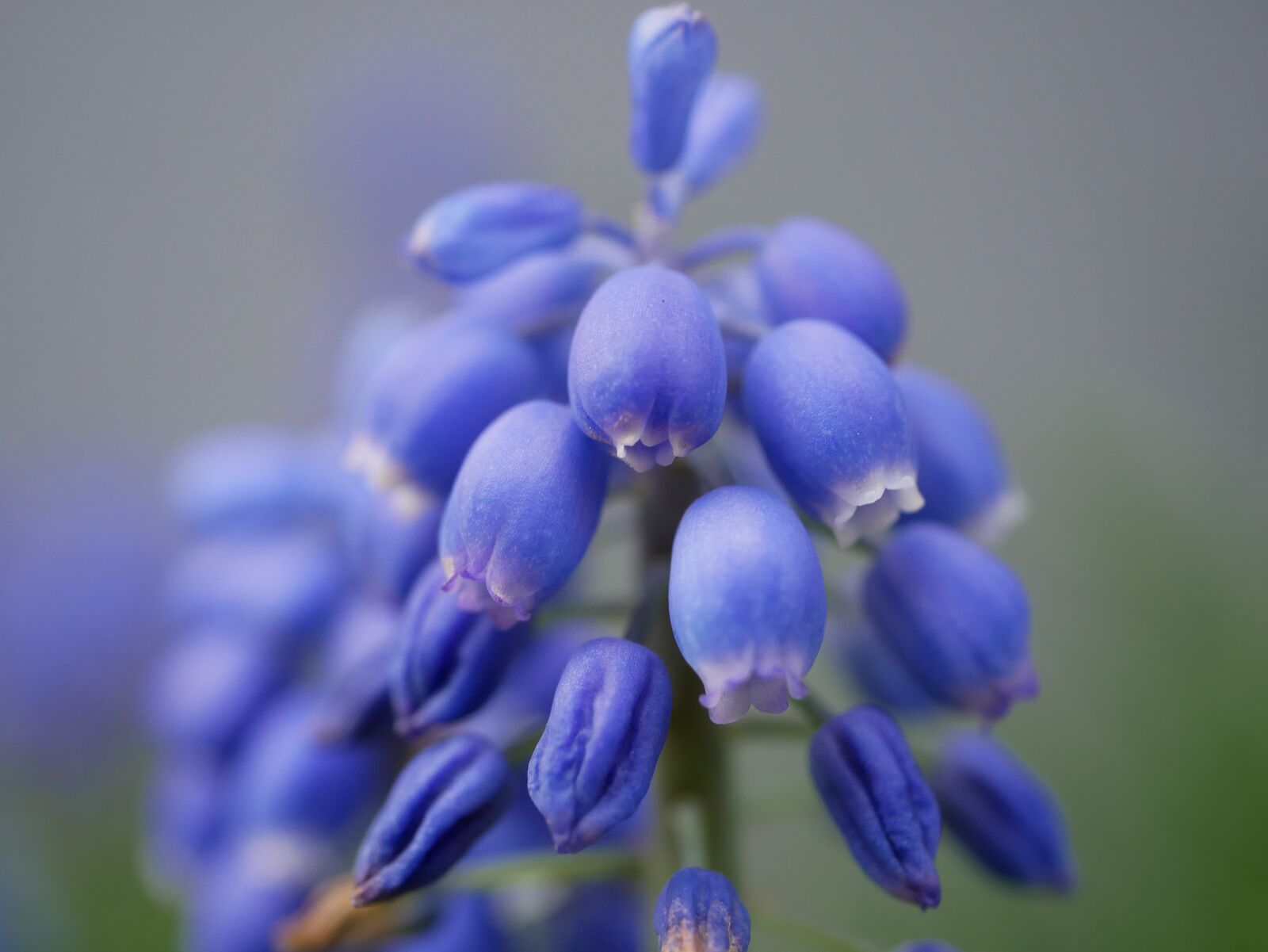 Panasonic DMC-G81 sample photo. Close up, flower, nature photography
