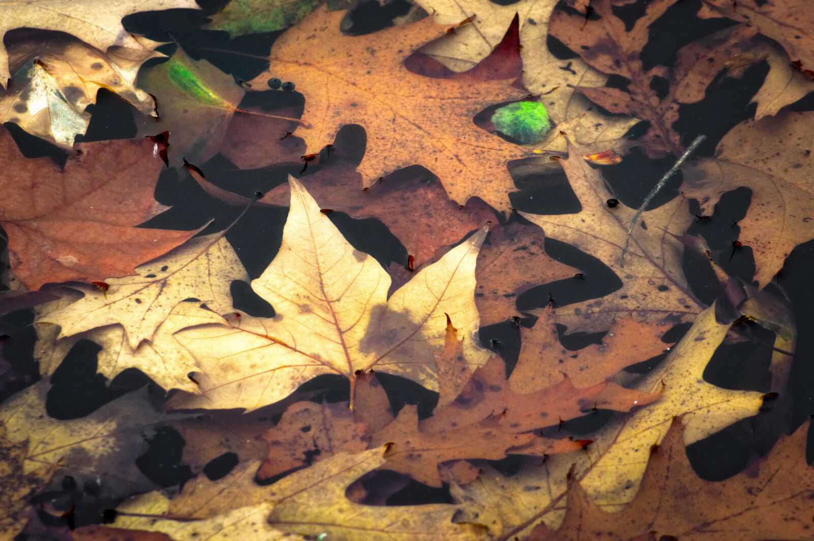 Nikon D3200 sample photo. Autumn, leaves, water photography