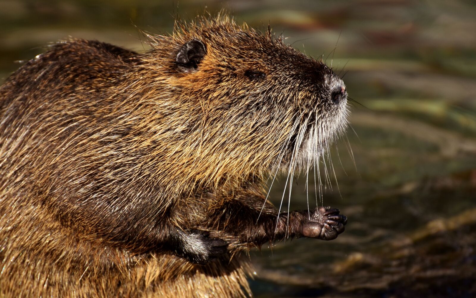 Nikon D7200 sample photo. Nutria, water rat, water photography