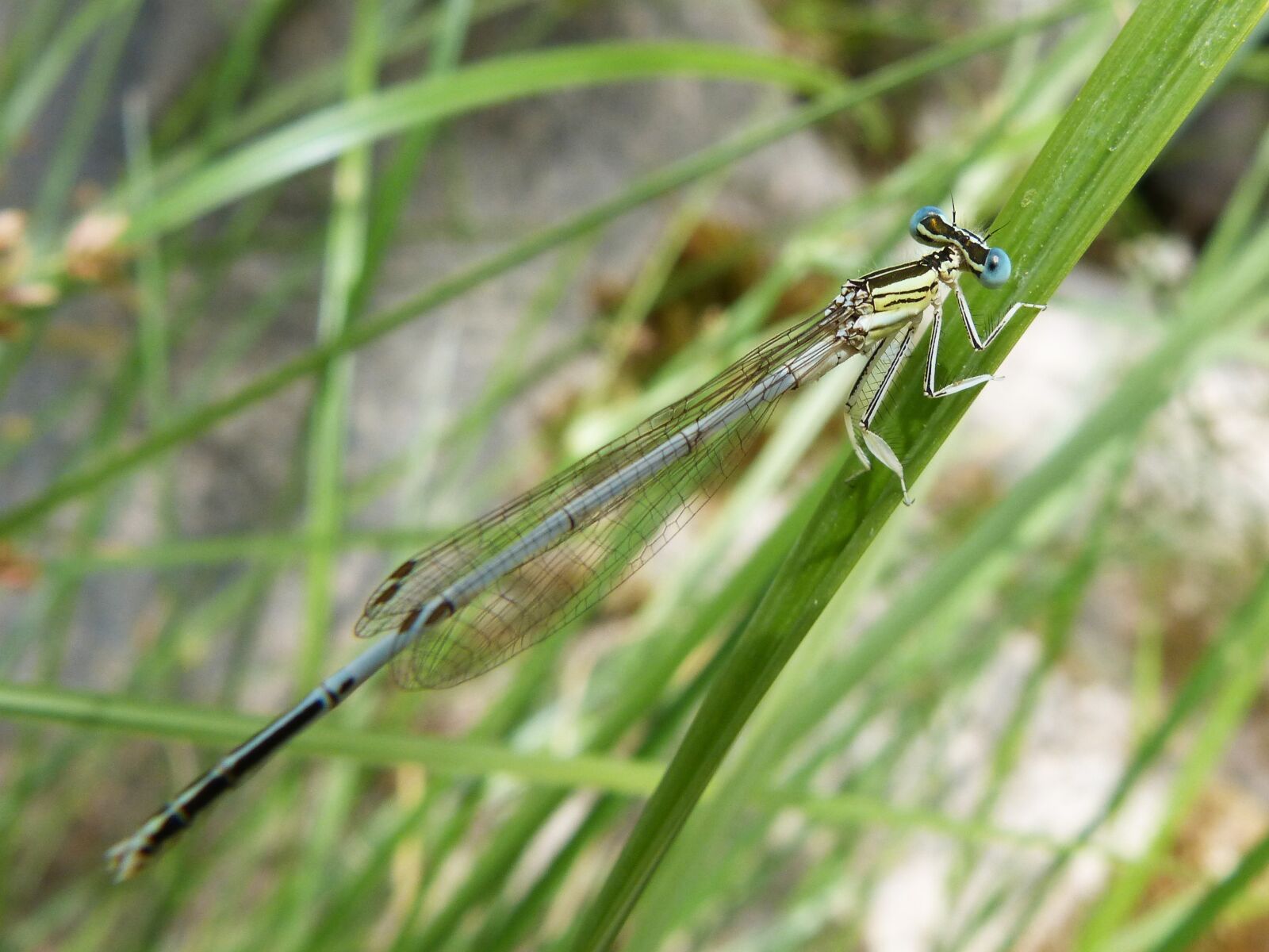 Panasonic DMC-FZ62 sample photo. Dragonfly, leaf, damselfly photography