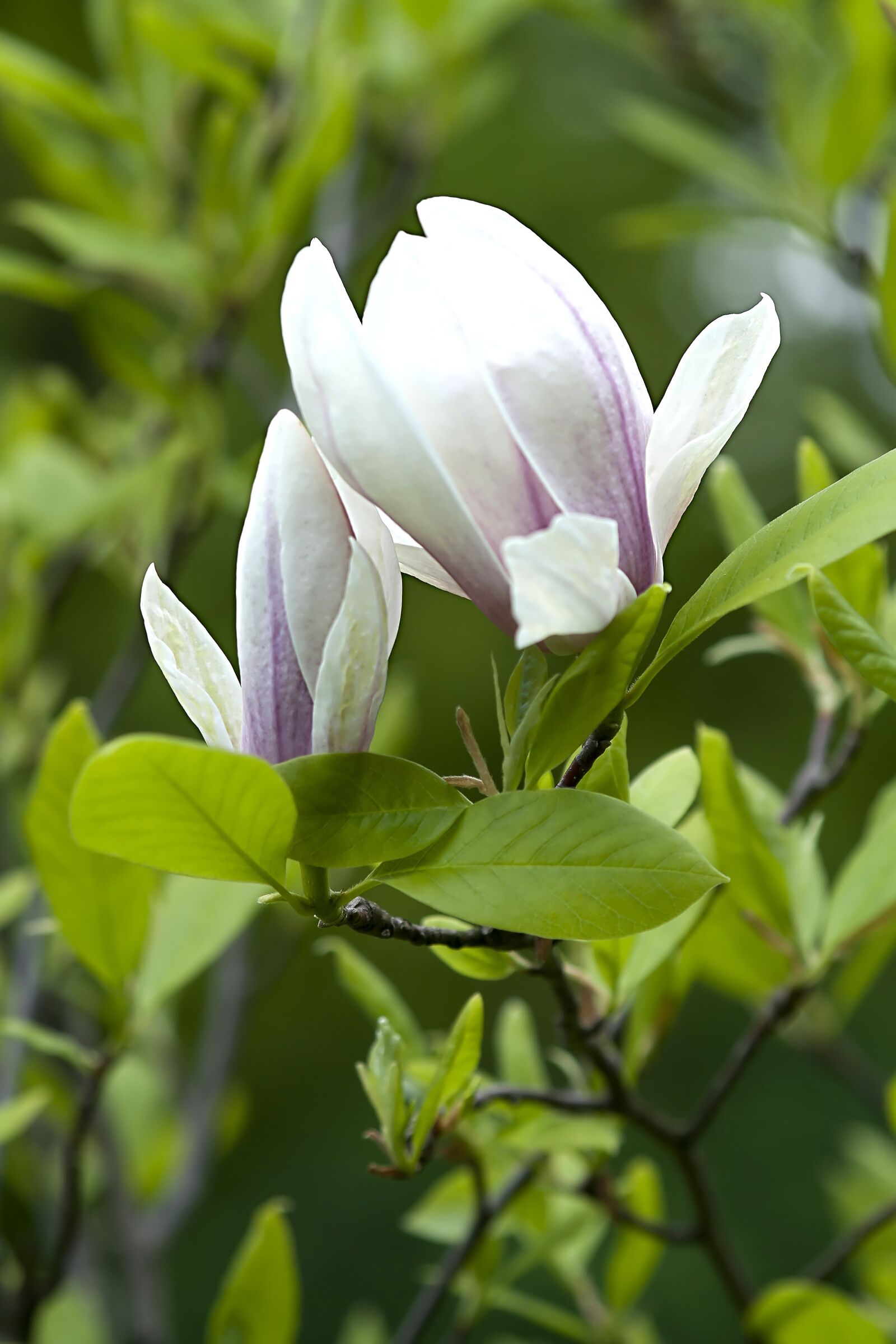 Canon EOS 1000D (EOS Digital Rebel XS / EOS Kiss F) sample photo. Magnolia, flower, tree photography