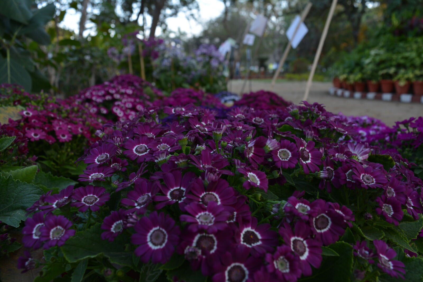 Nikon D5200 + Nikon AF-S DX Nikkor 18-55mm F3.5-5.6G VR II sample photo. Flower, bed, nature, nursery photography