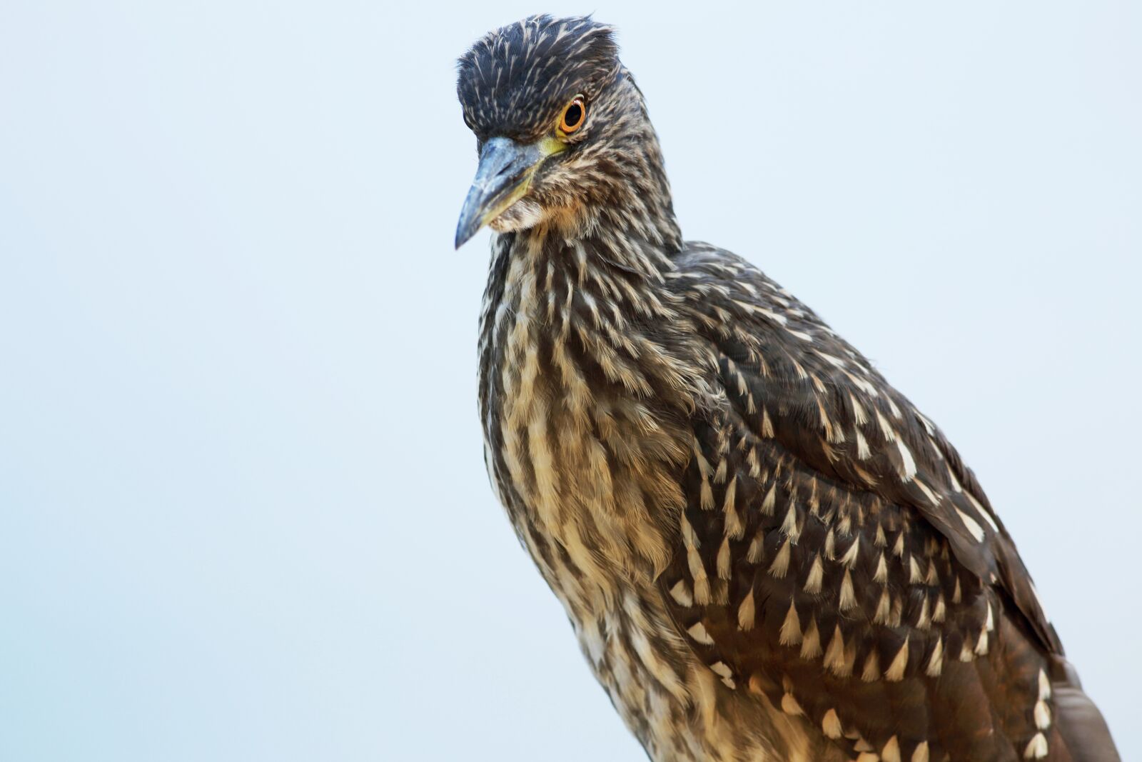 Canon EOS 5D Mark III sample photo. Bird eating fish, punch photography