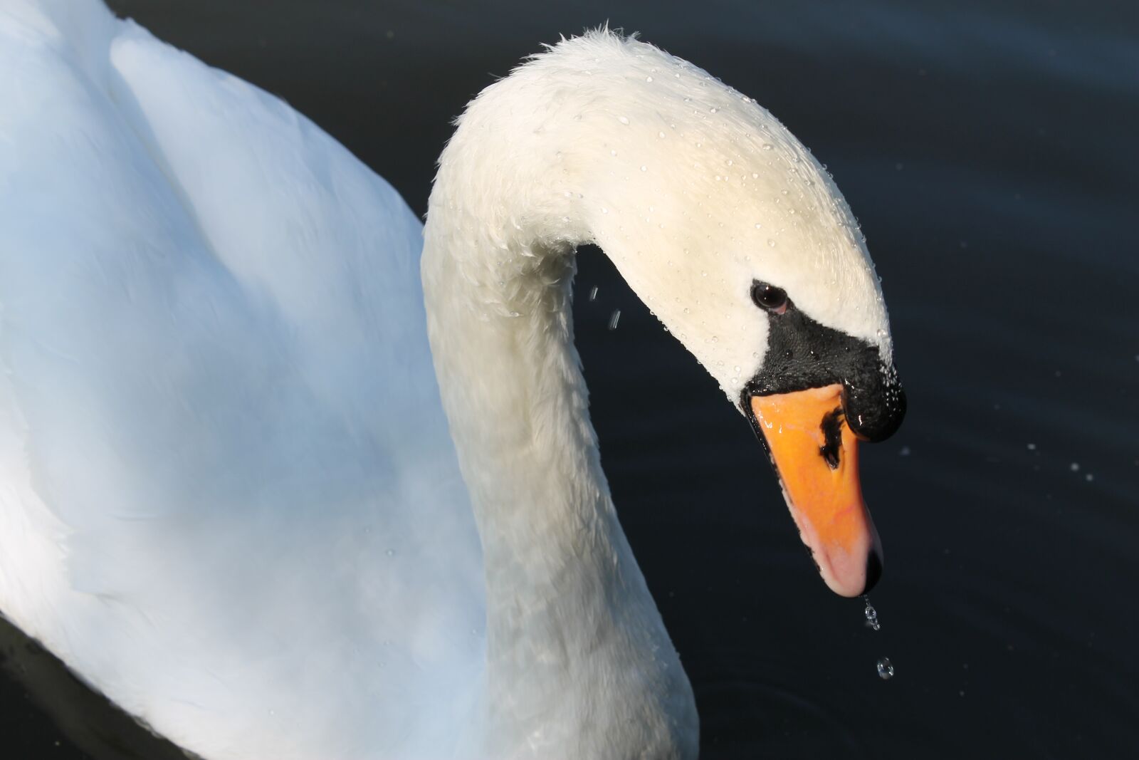 Canon EOS 1100D (EOS Rebel T3 / EOS Kiss X50) sample photo. Swan, animal, bird photography