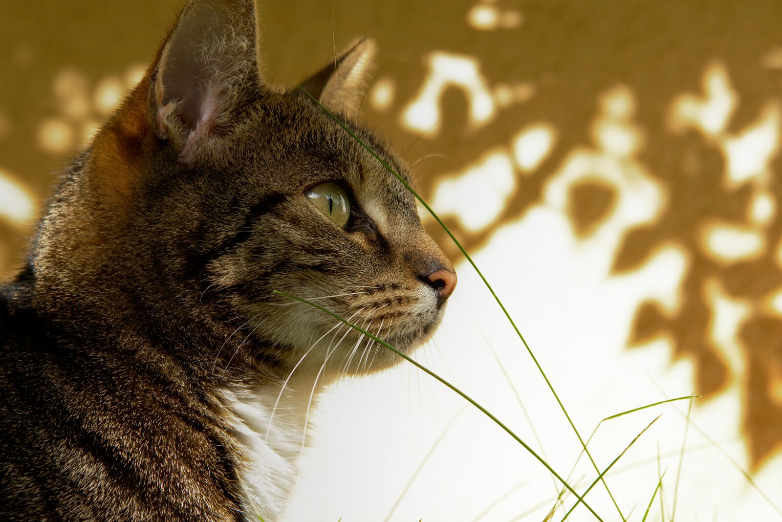 Nikon D5600 sample photo. Cat, pet, quiet photography