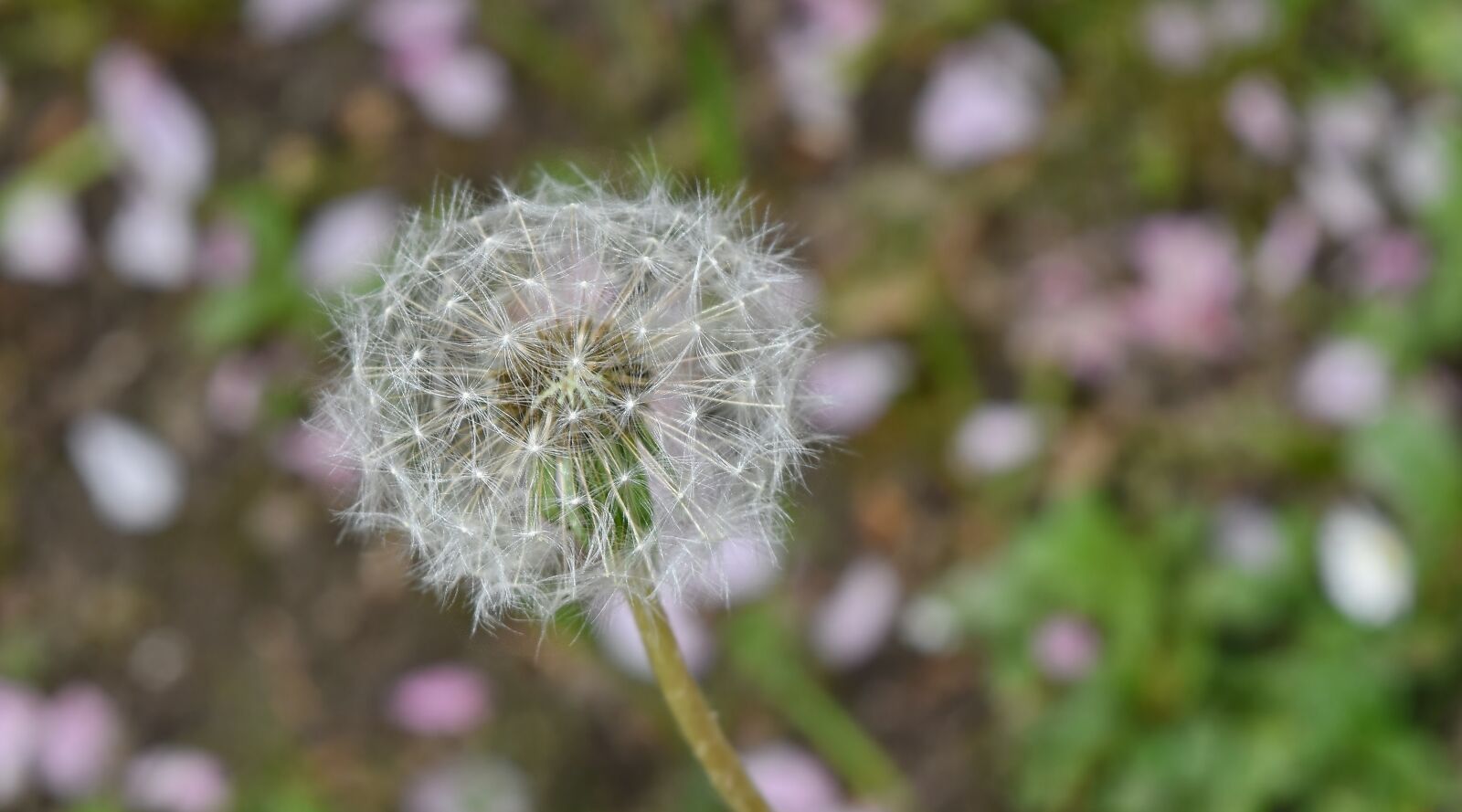 Nikon D5500 sample photo. Dandelion, flower, nature, summer photography