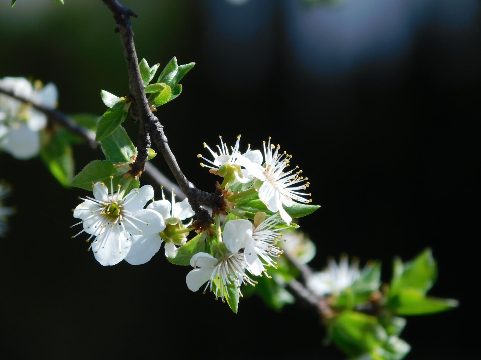 Nikon Coolpix B500 sample photo. Spring, flowers, tree photography