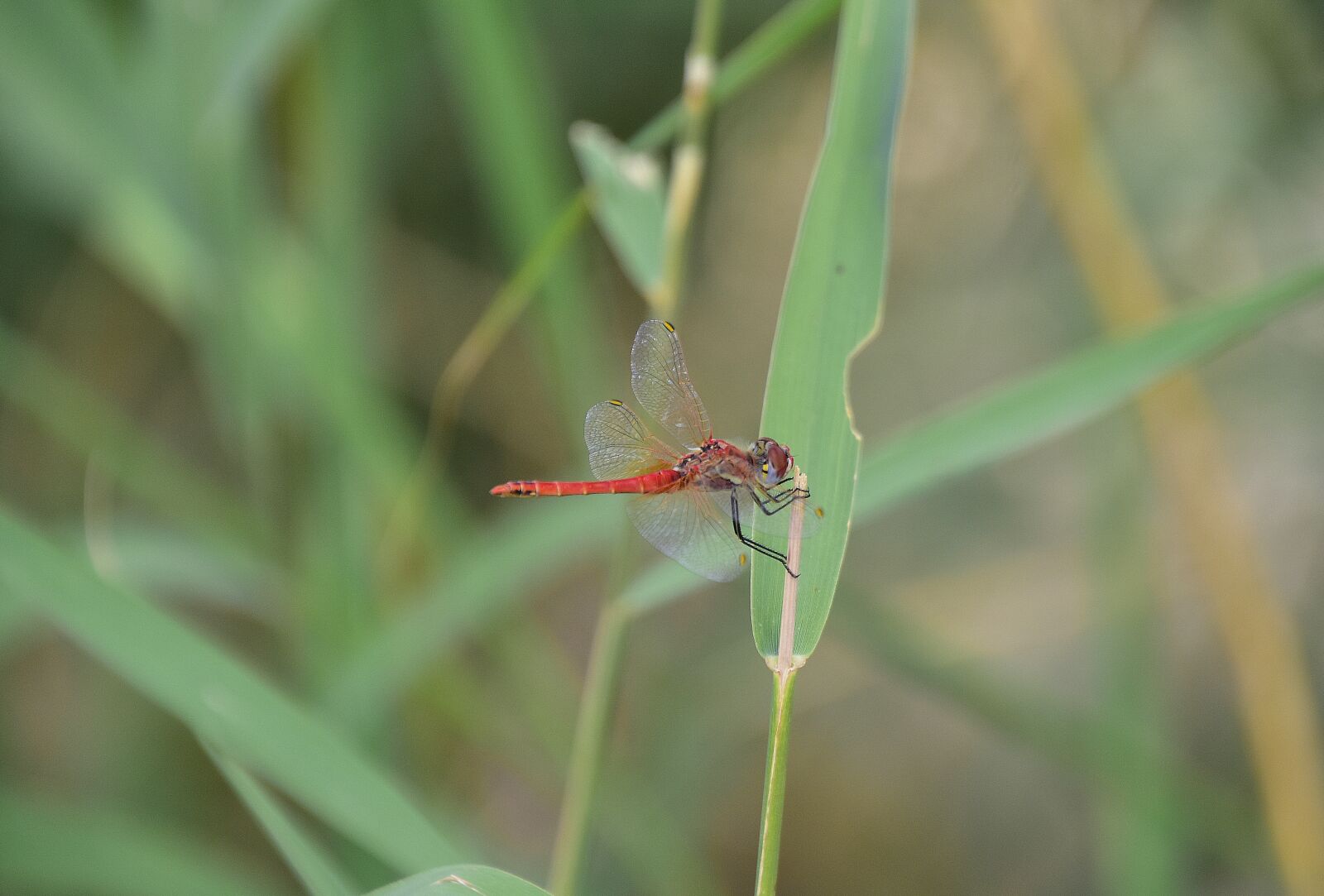 Nikon D7200 sample photo. Nature, insects, dragonfly photography