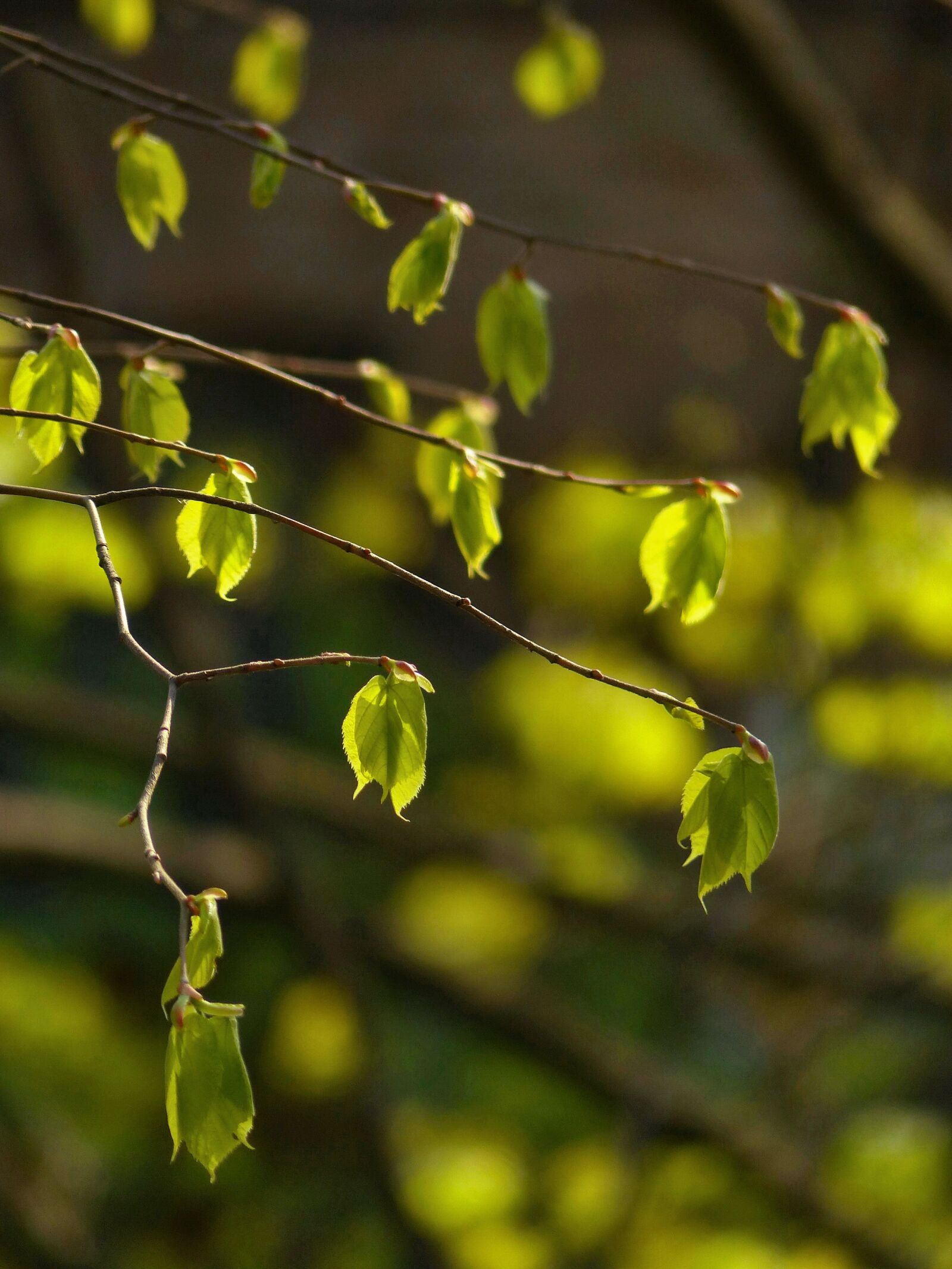 Panasonic Lumix DMC-FZ200 sample photo. Leaves, spring, the first photography