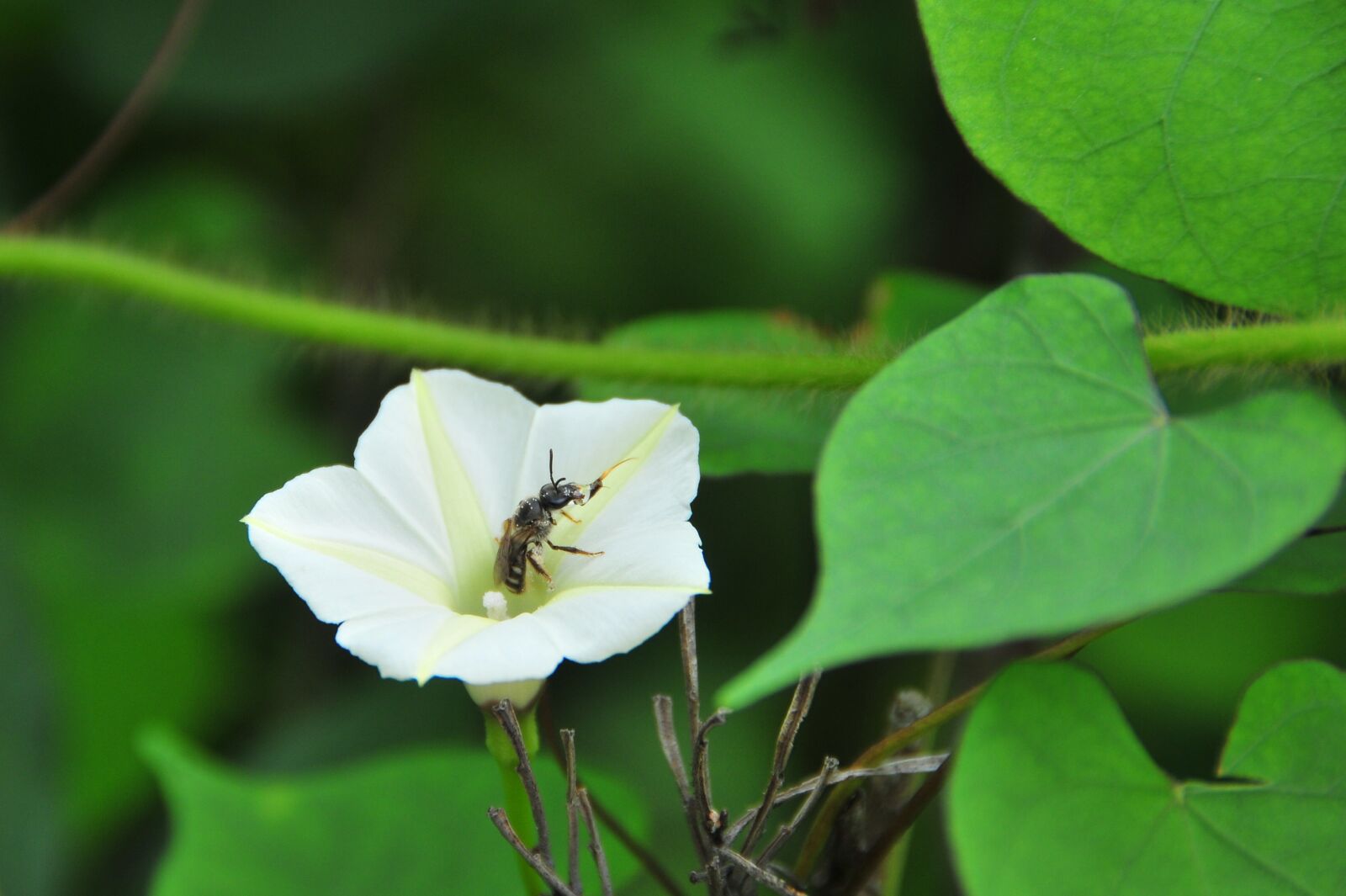 Nikon D300 sample photo. Kyi cows, little flower photography