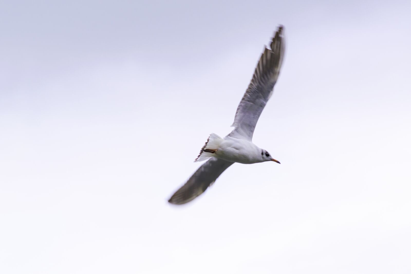 Nikon D5300 sample photo. Bird, gull, nature photography