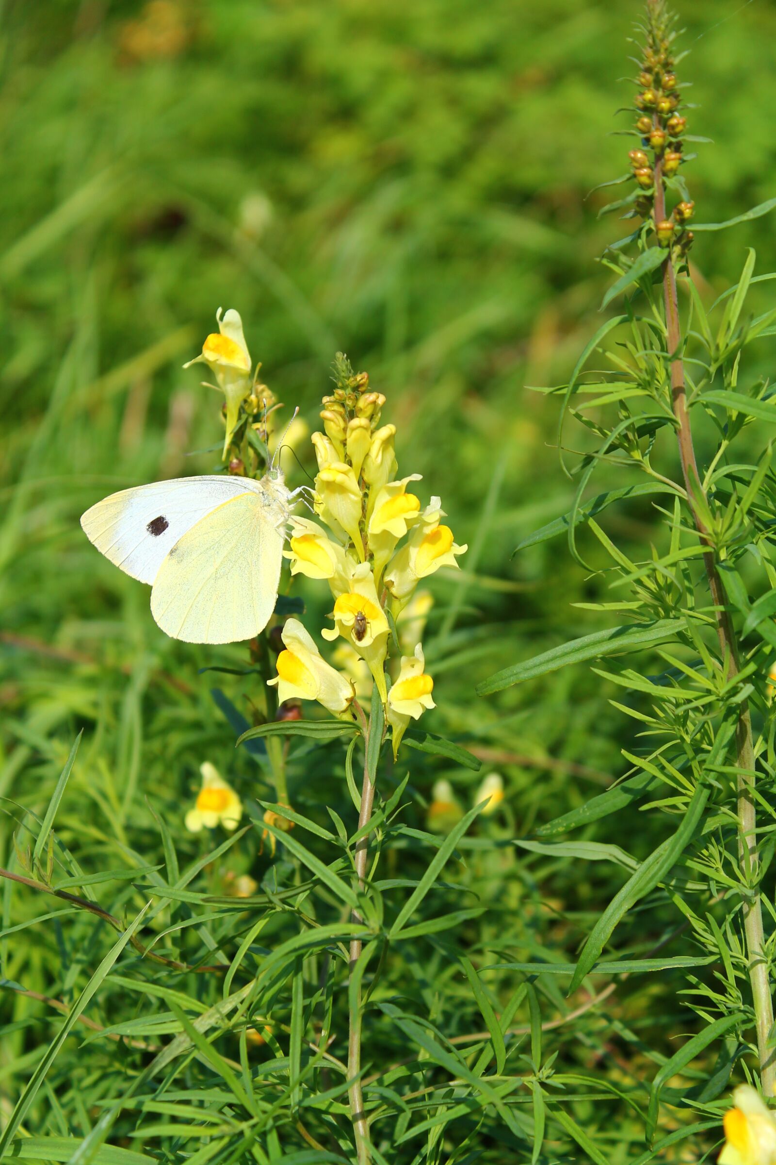 Canon EOS 1100D (EOS Rebel T3 / EOS Kiss X50) sample photo. Landscape, nature, flower photography