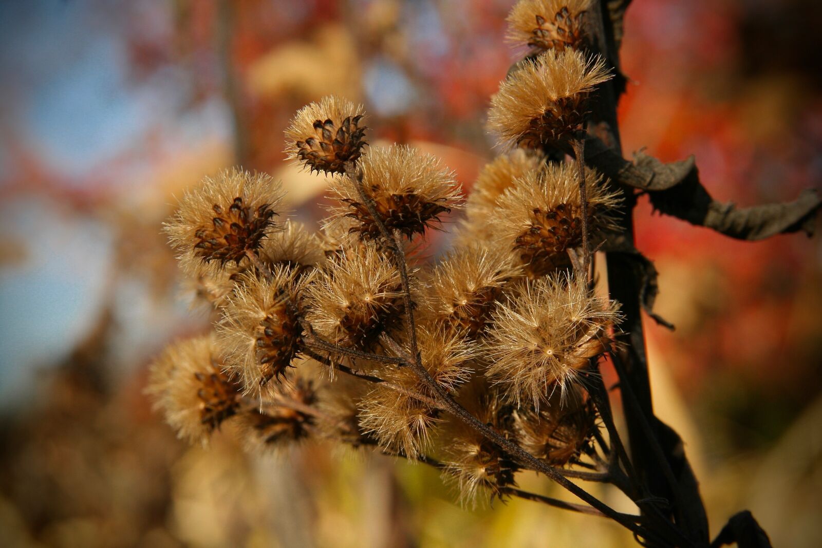 Canon EOS 400D (EOS Digital Rebel XTi / EOS Kiss Digital X) sample photo. Dried flowers, faded, flying photography