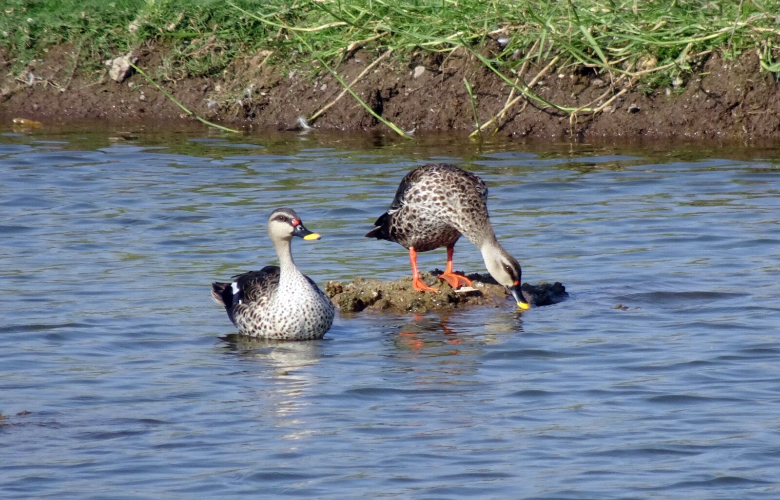 Sony Cyber-shot DSC-HX90V sample photo. Duck, bird, waterfowl photography