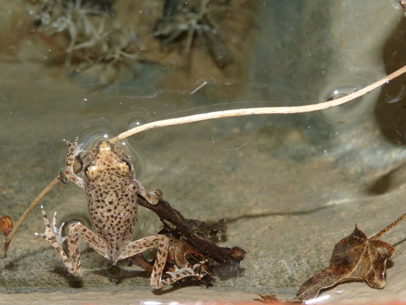 Panasonic DMC-FZ62 sample photo. Frog, small frog, lower photography
