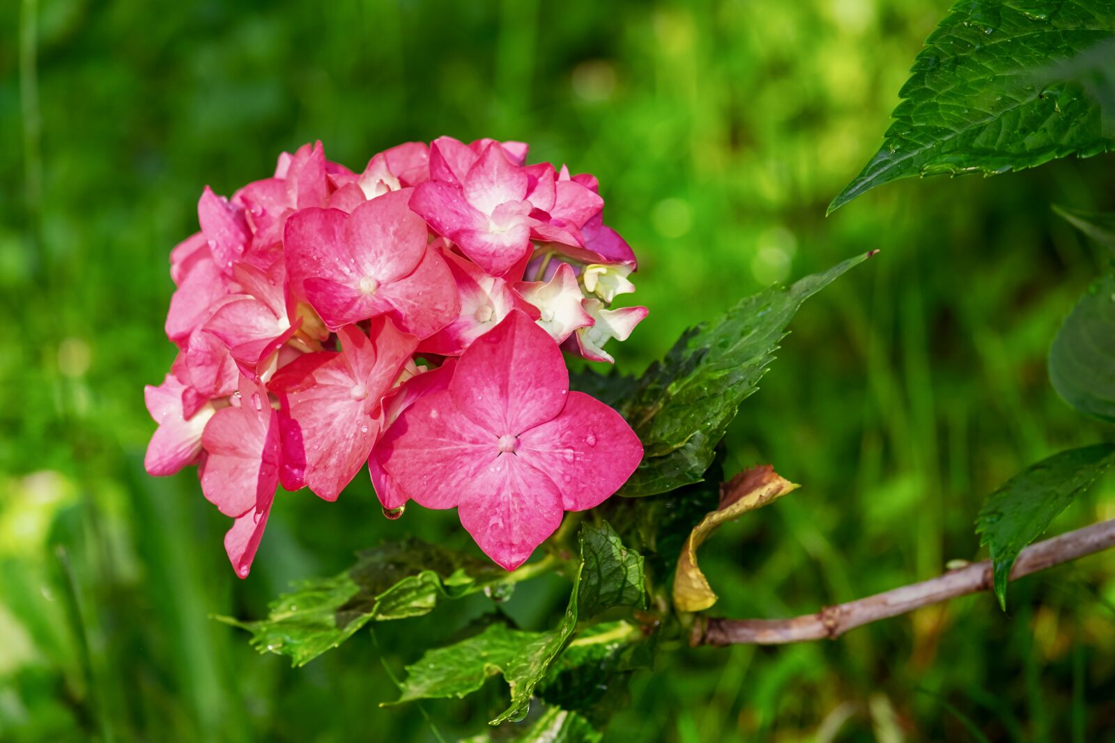Fujifilm XF 55-200mm F3.5-4.8 R LM OIS sample photo. Hydrangea, flower, nature photography