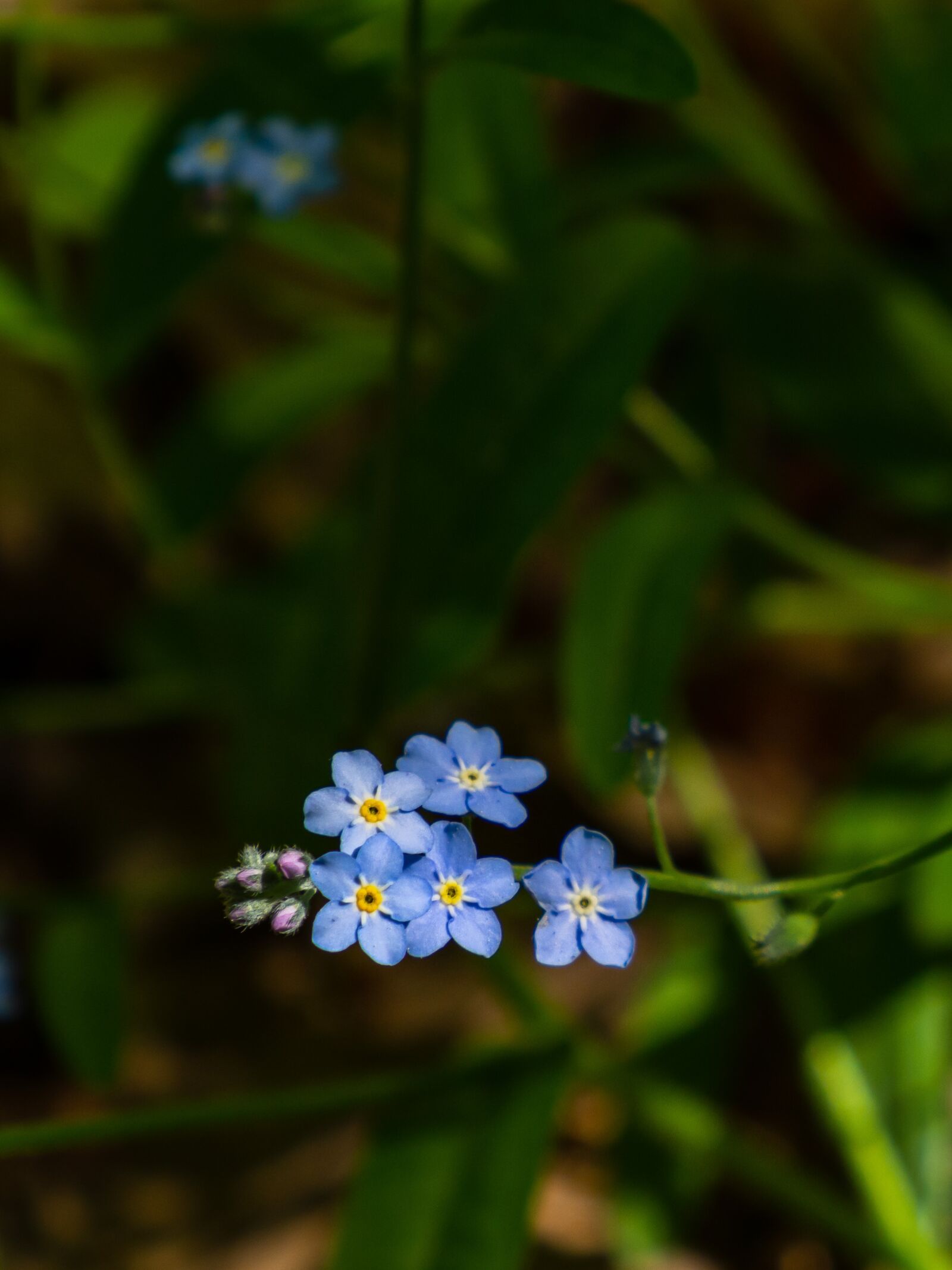 Olympus OM-D E-M10 III sample photo. Flower, kvítek, retail photography