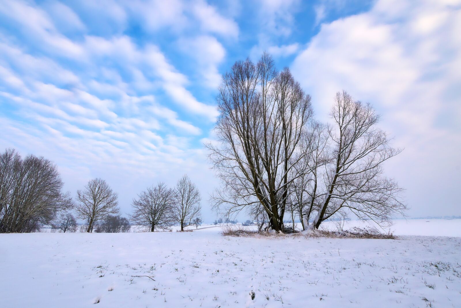 Panasonic Lumix DMC-GX8 sample photo. Winter, snow, frost photography