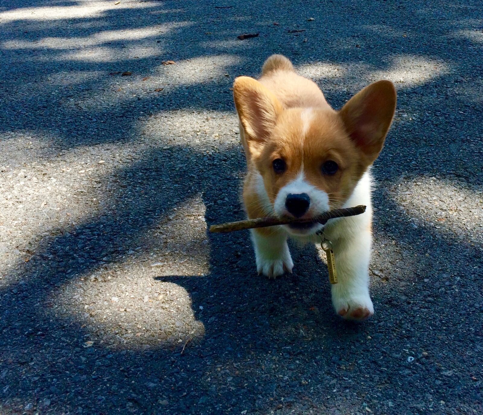 iPhone 5s back camera 4.15mm f/2.2 sample photo. Corgi, puppy, dog photography