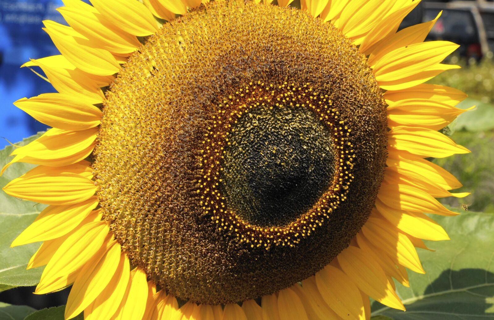 Sony 50mm F2.8 Macro sample photo. Sunflower, blossom, bloom photography