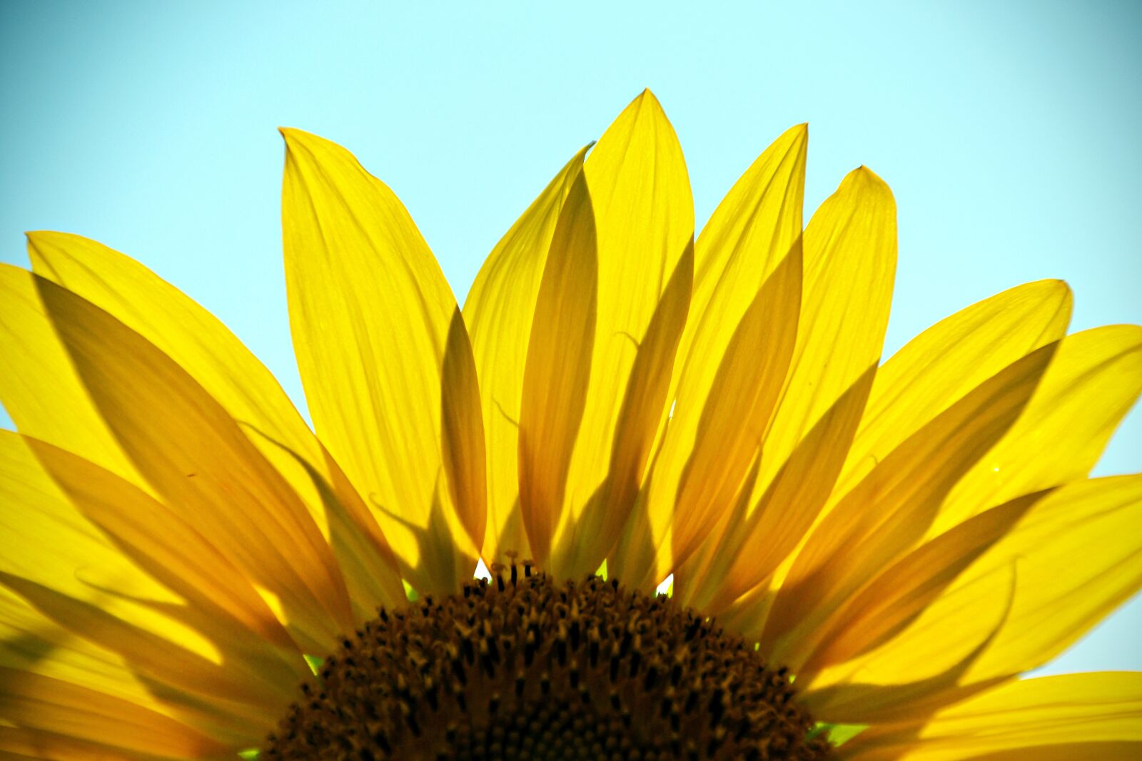 Nikon D3100 sample photo. Sunflower, plant, flower photography
