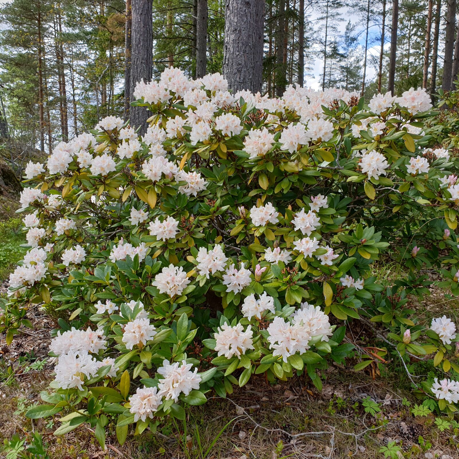 Samsung Galaxy S9 sample photo. Rhododendron, flower, bush photography