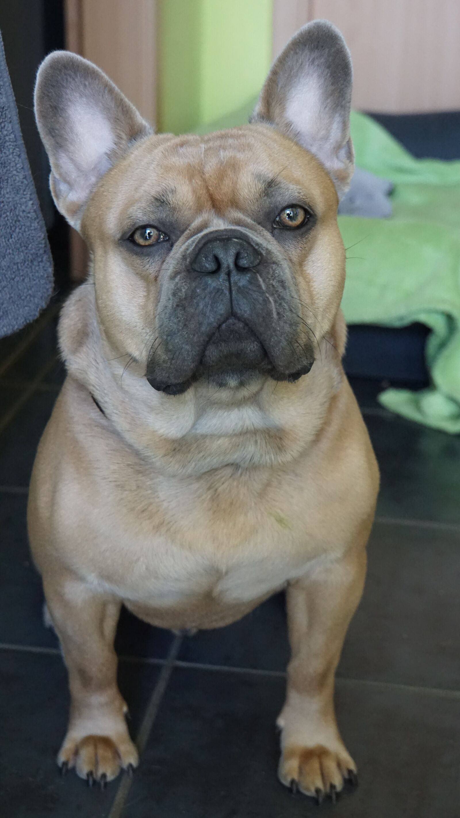 Sony E 18-200mm F3.5-6.3 OSS LE sample photo. French bulldog, dog, pet photography