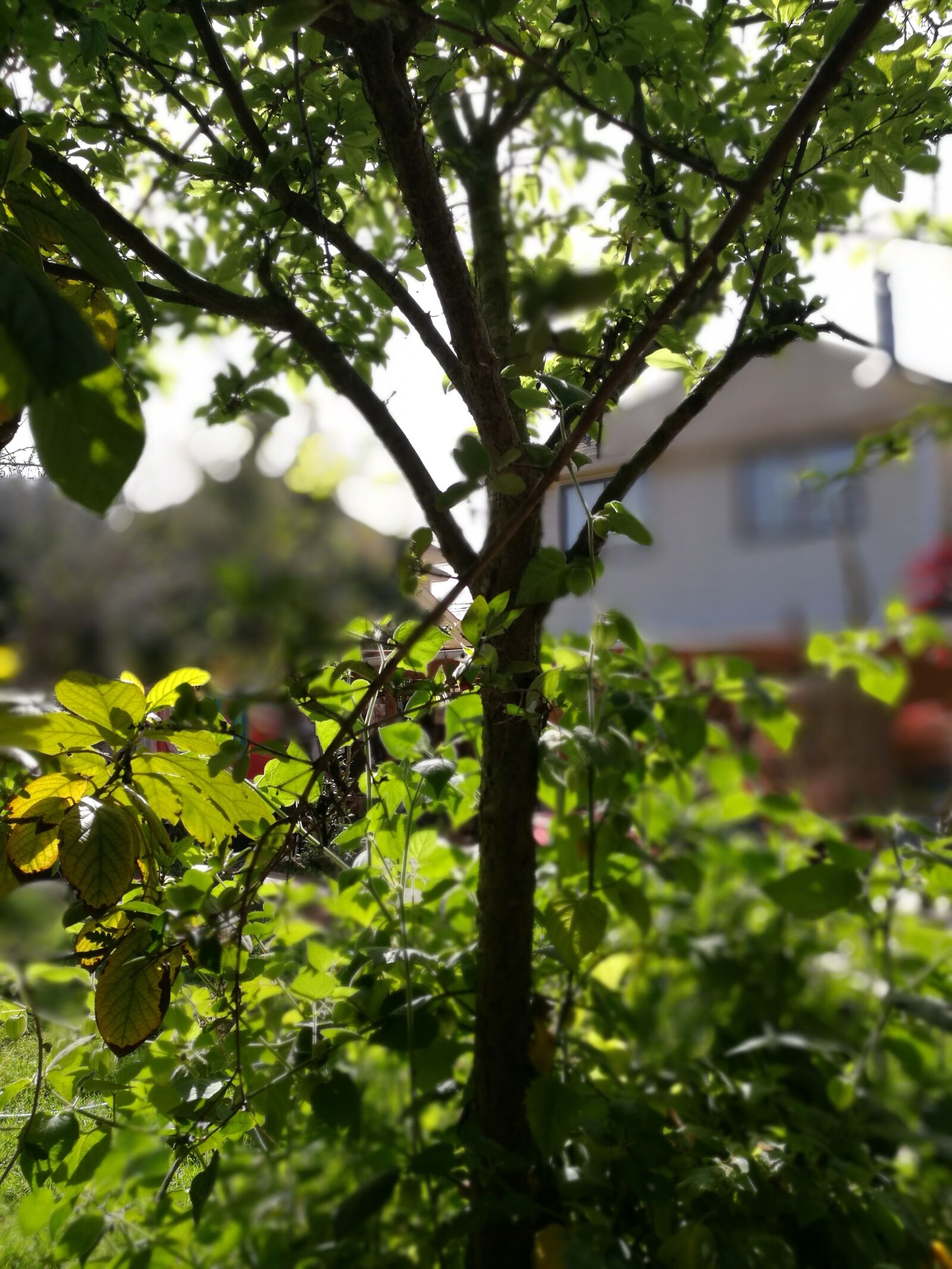 HUAWEI P9 sample photo. Tree, plum, green photography