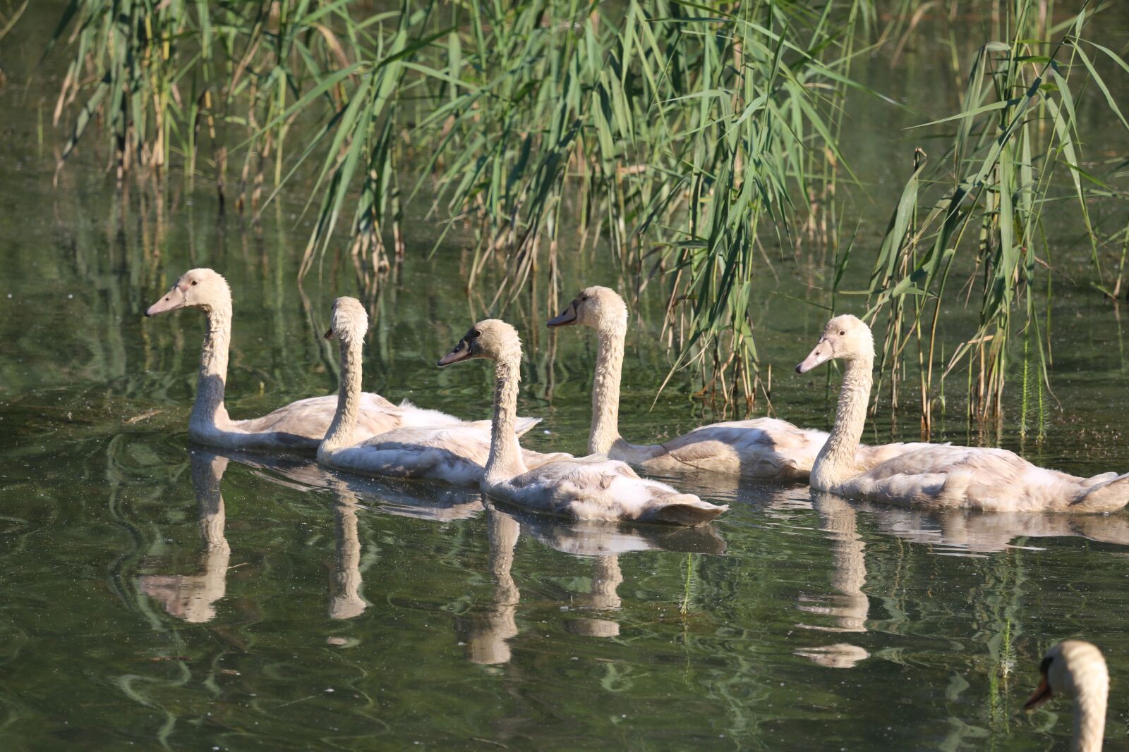 Canon EF 100-400mm F4.5-5.6L IS USM sample photo. Swans, young animals, nature photography