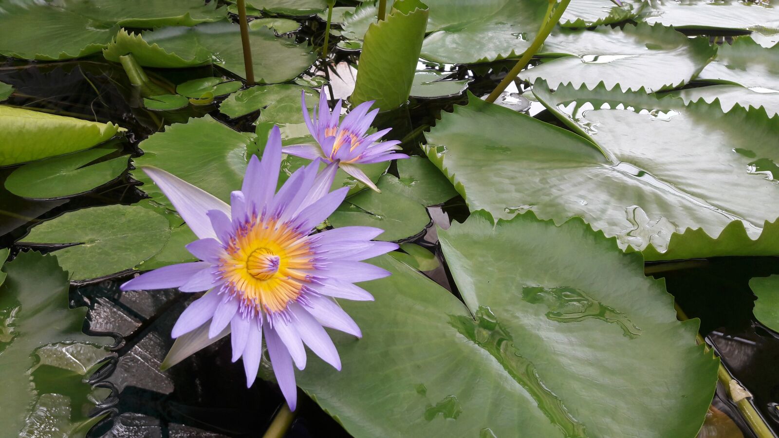 Samsung Galaxy A3(2016) sample photo. Waterlily, flower, water photography