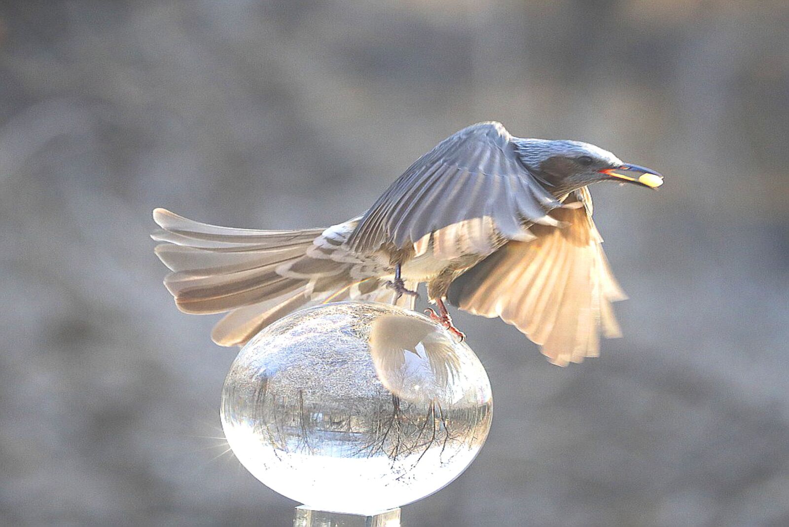 Canon EOS 5D Mark IV sample photo. New, birds, feather photography