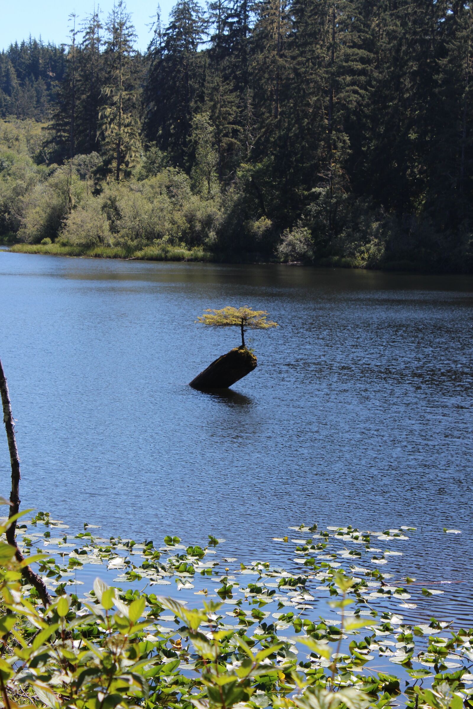 Canon EOS 650D (EOS Rebel T4i / EOS Kiss X6i) sample photo. Vancouver island, tree, little photography