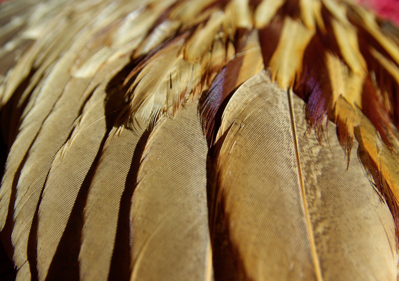 Pentax K10D sample photo. Feathers, bird, pheasant photography