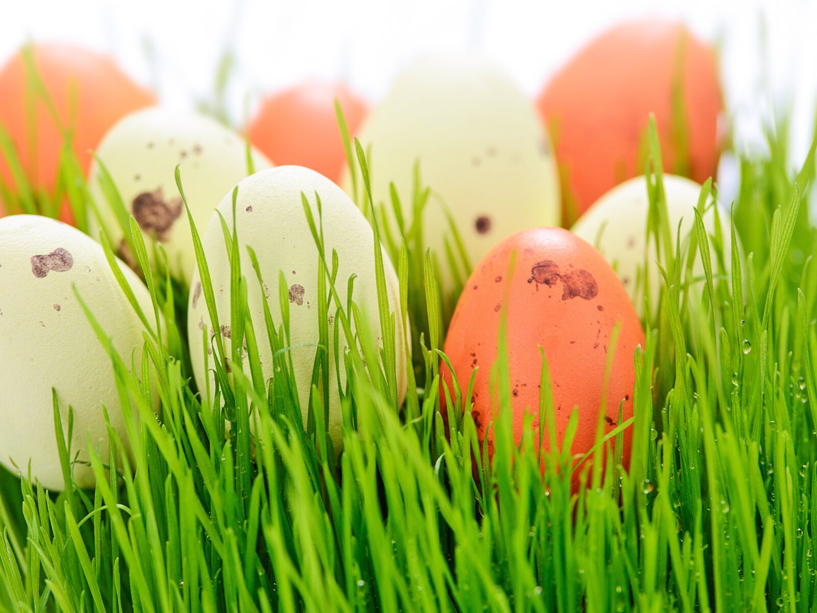 Nikon D7100 sample photo. Easter holidays, easter, lawn photography