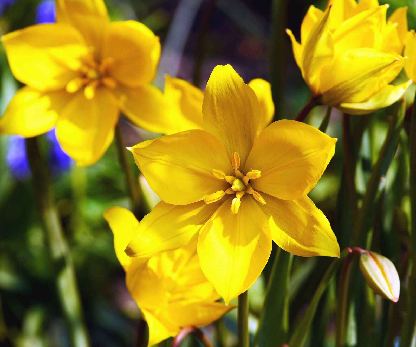 Panasonic Lumix DMC-GH3 sample photo. Daffodil, flower, petal, plant photography