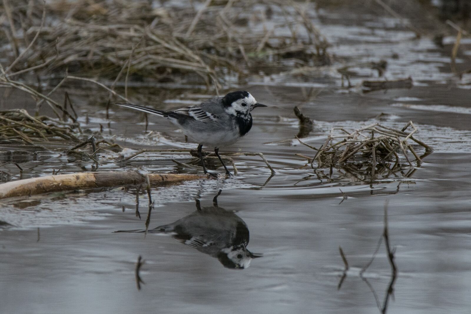 Nikon D5300 sample photo. Birds, wild life, nature photography